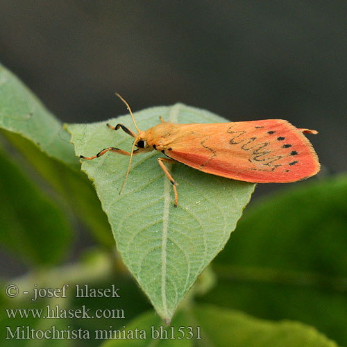 Rosette ベニヘリコケガ Miltochrista miniata Rosy Footman Rosenbjørn