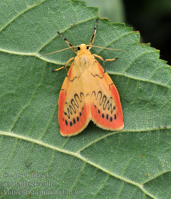 Miltochrista miniata Rosy Footman Rosenbjørn Ruususiipi