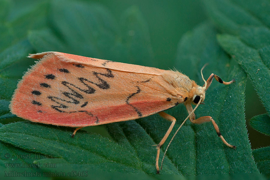 Miltochrista miniata