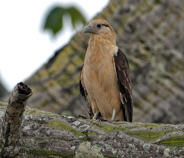 Milvago chimachima Lys Caracara Yellow-headed Caracara Chimachima