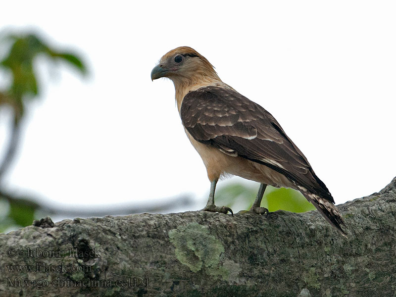 Milvago chimachima キバラカラカラ Geelkopcaracara Kremkarakara