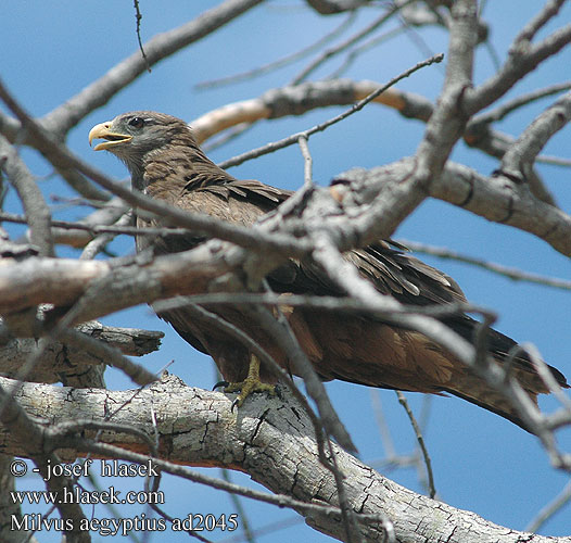 Milvus aegyptius Yellow-billed Kite Gulnæbbet Glente Milan d'Égypte d'Afrique Schwarzmilan-aegyptius Afrikanische Schwarzmilan Schmarotzermilan Schwarzmilan-aegyptius Luňák africký Milan Bec Jaune Nibbio bruno キバシトビ Kania egipska דיה צהובת מקור  Geelbekwou