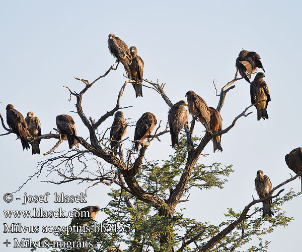 Milvus aegyptius Yellow-billed Kite Gulnæbbet Glente Milan d'Égypte d'Afrique Schwarzmilan-aegyptius Afrikanische Schwarzmilan Schmarotzermilan Luňák africký Milan Bec Jaune Nibbio bruno キバシトビ Kania egipska דיה צהובת מקור Geelbekwou