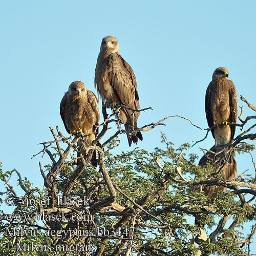 Yellow-billed Kite Gulnæbbet Glente Milan d'Égypte d'Afrique Schwarzmilan-aegyptius Afrikanische Schwarzmilan Schmarotzermilan Luňák africký Milan Bec Jaune Nibbio bruno キバシトビ Kania egipska דיה צהובת מקור Geelbekwou Milvus aegyptius