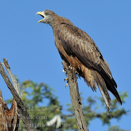 Luňák africký Milan Bec Jaune Nibbio bruno キバシトビ Kania egipska דיה צהובת מקור Geelbekwou Milvus aegyptius Yellow-billed Kite Gulnæbbet Glente Milan d'Égypte d'Afrique Schwarzmilan-aegyptius Afrikanische Schwarzmilan Schmarotzermilan