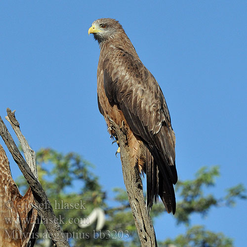 Milan Bec Jaune Nibbio bruno キバシトビ Kania egipska דיה צהובת מקור Geelbekwou Milvus aegyptius Yellow-billed Kite Gulnæbbet Glente Milan d'Égypte d'Afrique Schwarzmilan-aegyptius Afrikanische Schwarzmilan Schmarotzermilan Luňák africký