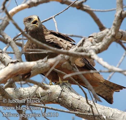 Luňák africký Milan Bec Jaune Nibbio bruno キバシトビ Kania egipska דיה צהובת מקור  Geelbekwou Milvus aegyptius Yellow-billed Kite Gulnæbbet Glente Milan d'Égypte d'Afrique Schwarzmilan-aegyptius Afrikanische Schwarzmilan Schmarotzermilan Schwarzmilan-aegyptius