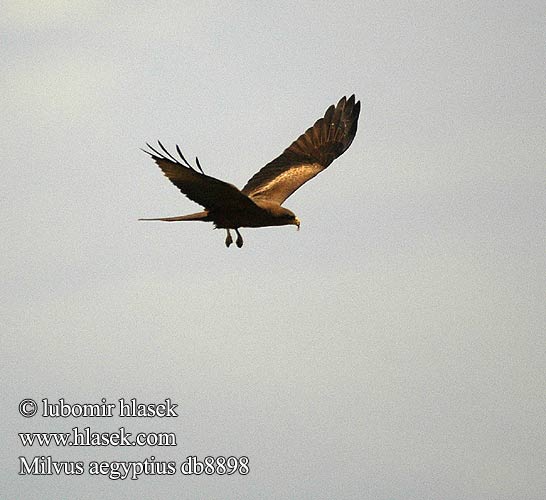 דיה צהובת מקור  Geelbekwou Milvus aegyptius Yellow-billed Kite Gulnæbbet Glente Milan d'Égypte d'Afrique Schwarzmilan-aegyptius Afrikanische Schwarzmilan Schmarotzermilan Schwarzmilan-aegyptius Luňák africký Milan Bec Jaune Nibbio bruno キバシトビ Kania egipska