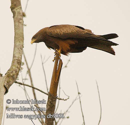 Yellow-billed Kite Gulnæbbet Glente Milan d'Égypte d'Afrique Schwarzmilan-aegyptius Afrikanische Schwarzmilan Schmarotzermilan Schwarzmilan-aegyptius Luňák africký Milan Bec Jaune Nibbio bruno キバシトビ Kania egipska דיה צהובת מקור  Geelbekwou Milvus aegyptius