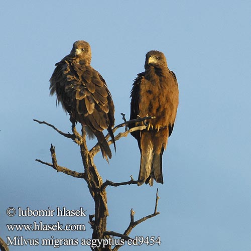 Nibbio bruno キバシトビ Kania egipska דיה צהובת מקור Geelbekwou Milvus aegyptius Yellow-billed Kite Gulnæbbet Glente Milan d'Égypte d'Afrique Schwarzmilan-aegyptius Afrikanische Schwarzmilan Schmarotzermilan Luňák africký Milan Bec Jaune