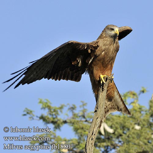 キバシトビ Kania egipska דיה צהובת מקור Geelbekwou Milvus aegyptius Yellow-billed Kite Gulnæbbet Glente Milan d'Égypte d'Afrique Schwarzmilan-aegyptius Afrikanische Schwarzmilan Schmarotzermilan Luňák africký Milan Bec Jaune Nibbio bruno