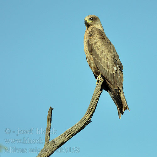 Milvus migrans Black Kite Schwarzmilan Milan noir