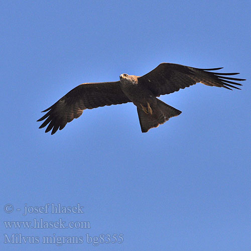 Milvus migrans Black Kite Schwarzmilan