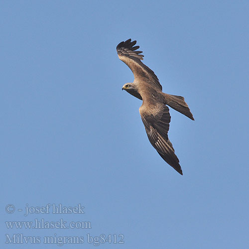 Black Kite Schwarzmilan Milan noir