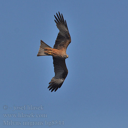 Milvus migrans bg8544