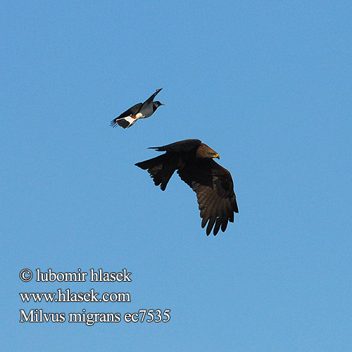 Black Kite Schwarzmilan Milan noir