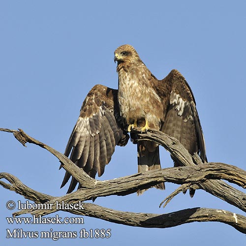 Black Kite Schwarzmilan Milan noir