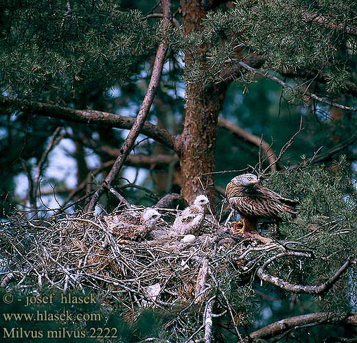 Milvus milvus Red Kite Rotmilan Milan royal Milano Real Luňák červený Rød Glente Rode Wouw Isohaarahaukka Aquila rossa Nibbio reale Glente Glada Vörös kanya Красный коршун Kania ruda Haja červená Sarkanā klija アカトビ Ψαλιδιάρης Milhafre-real Руда шуліка Kızıl Çaylak דיה אדומה