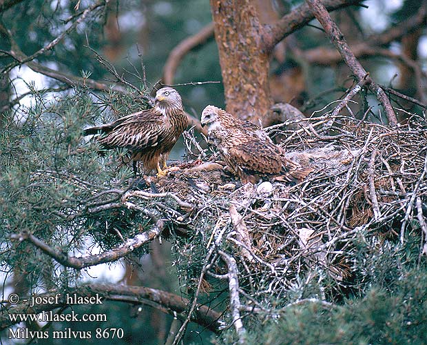 アカトビ Ψαλιδιάρης Milhafre-real Руда шуліка Kızıl Çaylak דיה אדומה Milvus milvus Red Kite Rotmilan Milan royal Milano Real Luňák červený Rød Glente Rode Wouw Isohaarahaukka Aquila rossa Nibbio reale Glente Glada Vörös kanya Красный коршун Kania ruda Haja červená Sarkanā klija