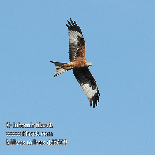 Red Kite Rotmilan Milan royal Milano Real Luňák červený Rød Glente Rode Wouw Isohaarahaukka Aquila rossa Nibbio reale Glente Glada Vörös kanya Красный коршун Kania ruda Haja červená Sarkanā klija アカトビ Ψαλιδιάρης Milhafre-real Руда шуліка Kızıl Çaylak דיה אדומה Milvus milvus