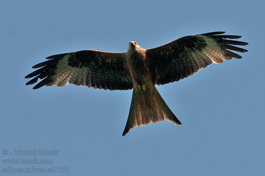 Aquila rossa Nibbio reale Glente Glada Vörös kanya Milvus milvus