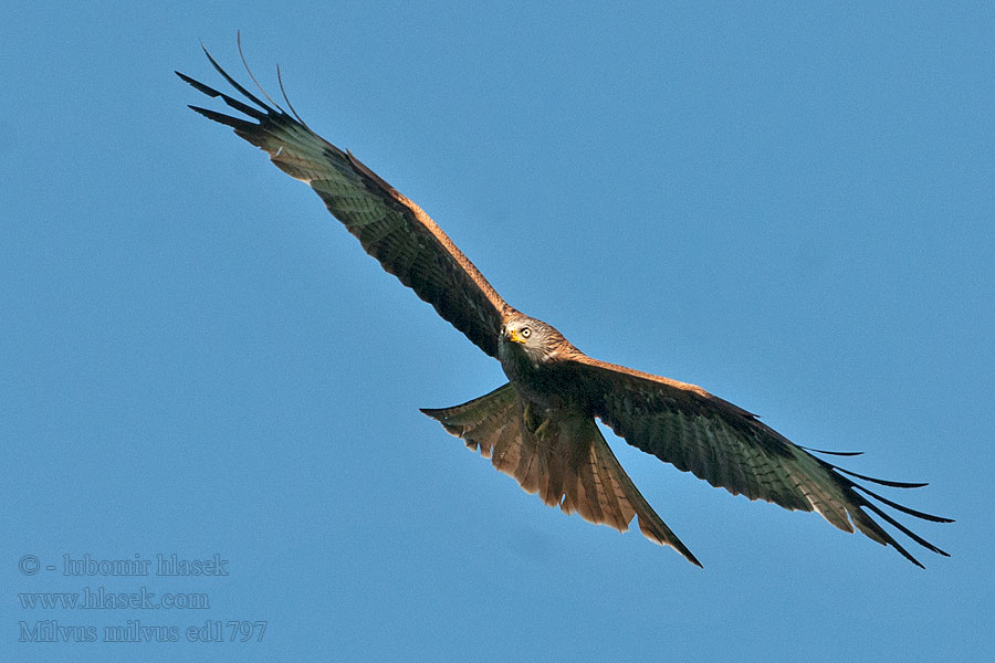 Red Kite Rotmilan Milan royal Milano Real Milvus milvus