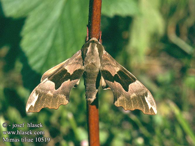 Lime Hawk-moth Hawkmoth Lindenschwärmer Lišaj lipový