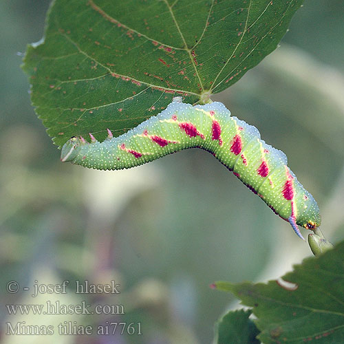 Mimas tiliae Lime Hawk-moth Hawkmoth Lindenschwärmer Lišaj lipový Lindesværmer Lehmuskiitäjä Sphinx tilleul Lindepijlstaart Sfinge Tiglio Hársfaszender Lindesvermer Zmrocznik lipowiec nastrosz Lindsvärmare Pärnasuru Бражник липовый Lipov veščec Esfinge tilo