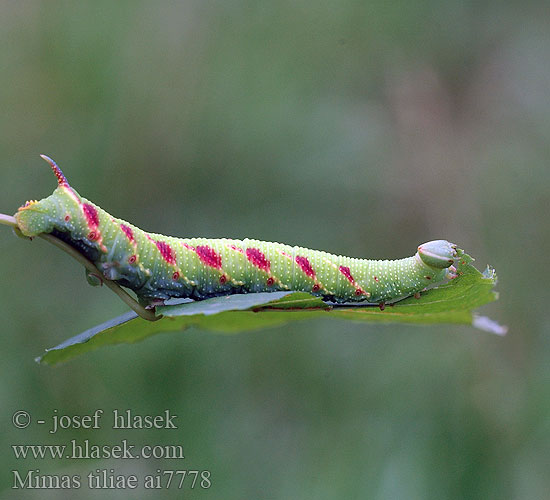 Mimas tiliae Zmrocznik lipowiec nastrosz Lindsvärmare Pärnasuru Бражник липовый Lipov veščec Esfinge tilo Lime Hawk-moth Hawkmoth Lindenschwärmer Lišaj lipový Lindesværmer Lehmuskiitäjä Sphinx tilleul Lindepijlstaart Sfinge Tiglio Hársfaszender Lindesvermer