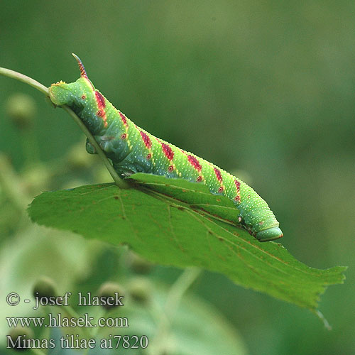 Mimas tiliae Бражник липовый Lipov veščec Esfinge tilo Lime Hawk-moth Hawkmoth Lindenschwärmer Lišaj lipový Lindesværmer Lehmuskiitäjä Sphinx tilleul Lindepijlstaart Sfinge Tiglio Hársfaszender Lindesvermer Zmrocznik lipowiec nastrosz Lindsvärmare Pärnasuru