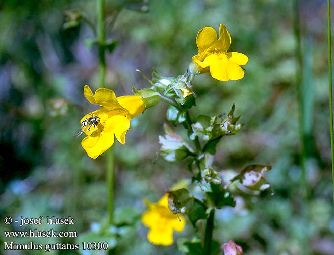 Mimulus guttatus Kejklířka skvrnitá Gelbe Gauklerblume