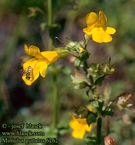 Monkeyflower Yellow Golden monkey-flower Common Seep Monkey Flower