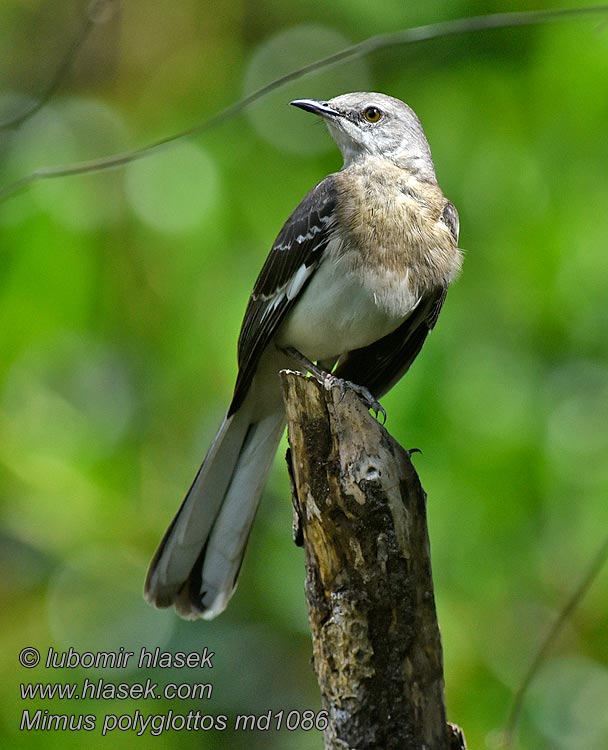 Mimus polyglottos 小嘲鸫 Drozdec mnohohlasý Spottdrosse