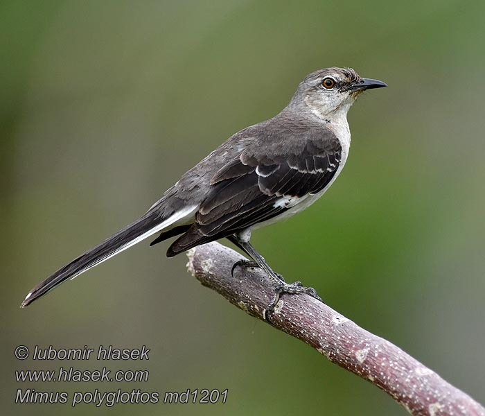 Nordlig Spottedrossel Northern Mockingbird