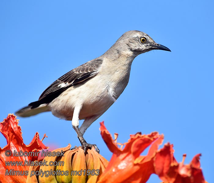 Northern Mockingbird Sinsonte Norteño Mimus polyglottos