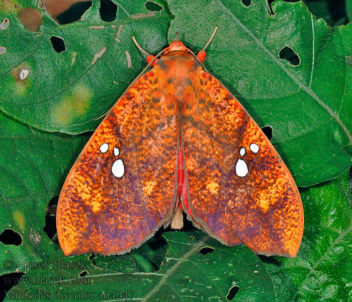 Miniodes discolor