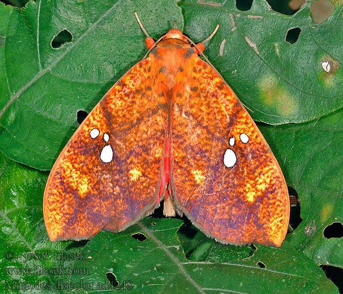 Miniodes discolor