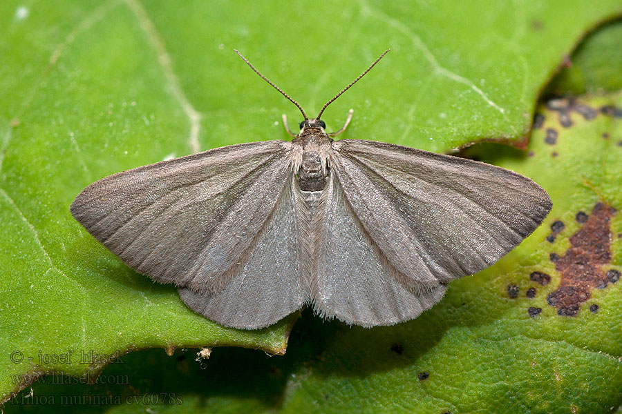 Minoa murinata Drab Looper Kutyatej-araszoló Wolfsmilchspanner