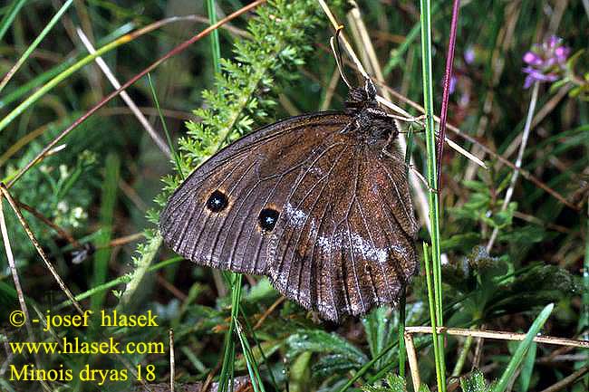 Minois dryas Hipparchia Satyrus Dryad Grand nègre bois Fekete szemeslepke Blauäugiger Waldportier Skalnik driada Očkáň ovsíkový Okáč ovsový Blauwoogvlinder Ojos azules Kara Hayalet 、蛇眼蝶 Modrooki okaš ジャノメチョウ Сатир Дриада Žametni modrook Modrooki satir Дріада