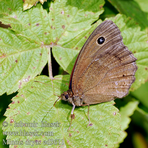 Дріада Minois dryas Hipparchia Satyrus Dryad Grand nègre bois Fekete szemeslepke Blauäugiger Waldportier Skalnik driada Očkáň ovsíkový Okáč ovsový Blauwoogvlinder Ojos azules Kara Hayalet 、蛇眼蝶 Modrooki okaš ジャノメチョウ Сатир Дриада Žametni modrook Modrooki satir