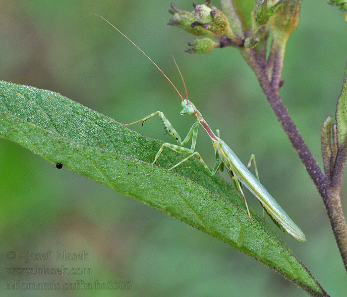 Miomantis caffra Springbok mantis