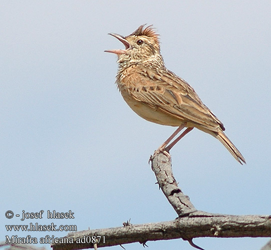 Mirafra africana Rufous-naped Lark Punaniskakiuru Alouette nuque