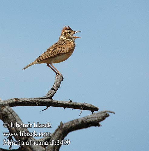 Škovránok hnedotylý Mirafra africana Rufous-naped