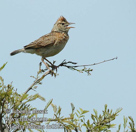 Rufous-naped Lark Punaniskakiuru Alouette nuque rousse