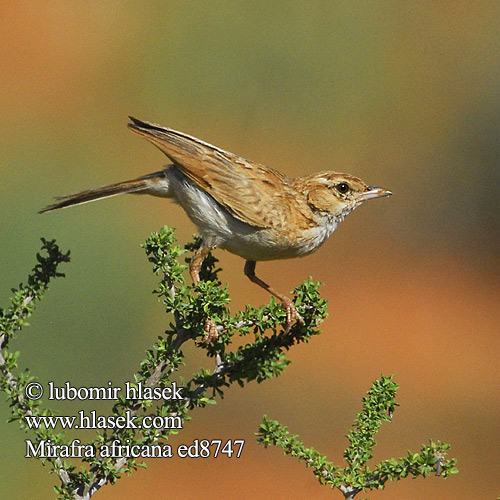 Allodola macchia nucarossiccia チャエリヤブヒバリ