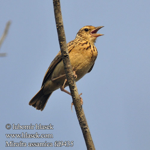 Mirafra assamica Rufous-winged Lark Skřívan rezavokřidlý Bengalenlerche Assambusklærke Alondra Alas Rufas Aasianpensaskiuru Alouette Siam  Allodola macchia dell'Assam  チャバネヤブヒバリ Bengaalse Leeuwerik Bengallerke Skowroniec plamisty Škovránok hrdzavokrídly புதர் வானம்பாடி