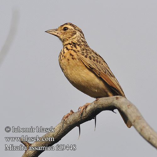 Alouette Siam  Allodola macchia dell'Assam  チャバネヤブヒバリ Bengaalse Leeuwerik Bengallerke Skowroniec plamisty Škovránok hrdzavokrídly புதர் வானம்பாடி Mirafra assamica Rufous-winged Lark Skřívan rezavokřidlý Bengalenlerche Assambusklærke Alondra Alas Rufas Aasianpensaskiuru