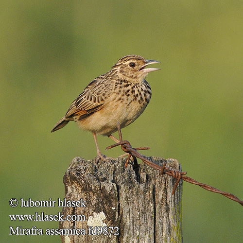 Bengaalse Leeuwerik Bengallerke Skowroniec plamisty Škovránok hrdzavokrídly புதர் வானம்பாடி Mirafra assamica Rufous-winged Lark Skřívan rezavokřidlý Bengalenlerche Assambusklærke Alondra Alas Rufas Aasianpensaskiuru Alouette Siam  Allodola macchia dell'Assam チャバネヤブヒバリ