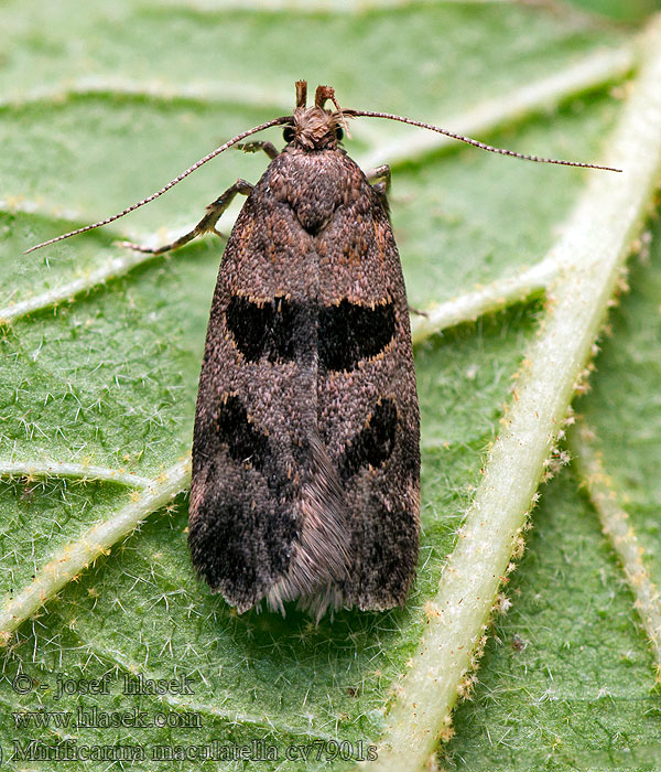 Mirificarma maculatella Psota škvrnitá