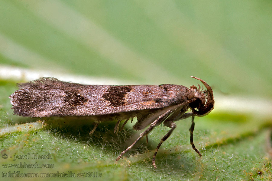 Mirificarma maculatella Psota škvrnitá